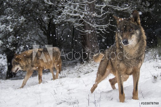 Bild på Wolves in the snow in winter